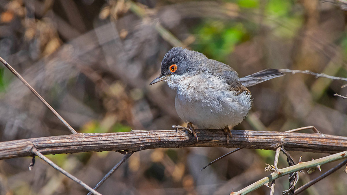 Dicle Üniversitesi'nden Prof. Dr. Ahmet Kılıç, Diyarbakır'ın Sur ilçesindeki tarihi Hevsel Bahçeleri'nde kuş türü sayısının 200'ü aştığını söyledi.