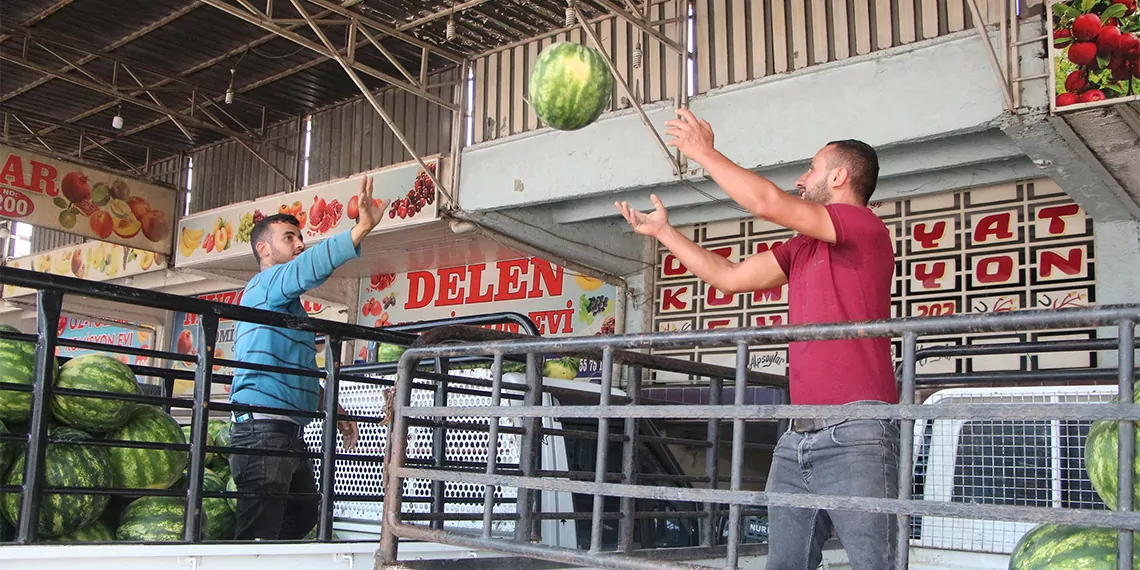 Adana'da hasadın başlaması ile büyük şehirlerdeki marketlerde kilosu 50 liraya satılan karpuzun fiyatı düştü. Karpuz marketlerde 15, tarlada ise 5 liradan satılmaya başlandı.