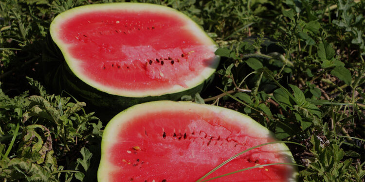 Karpuzun fiyatı, markette 15 tarlada 5 TL