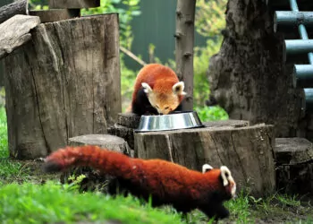 Bursa'ya erkek kızıl panda getirildi