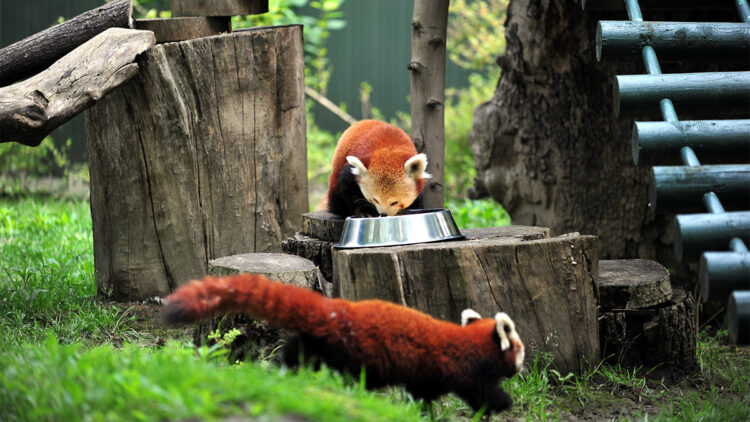 Bursa'ya erkek kızıl panda getirildi