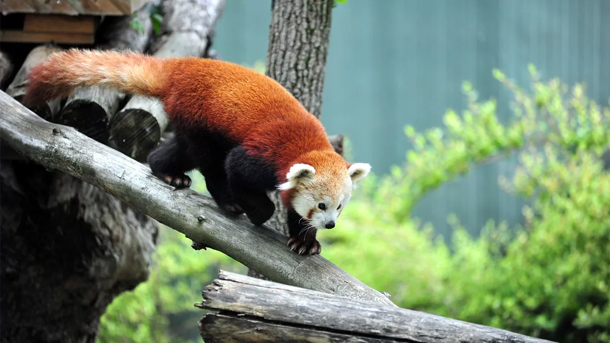 Bursa'ya erkek kızıl panda getirildi