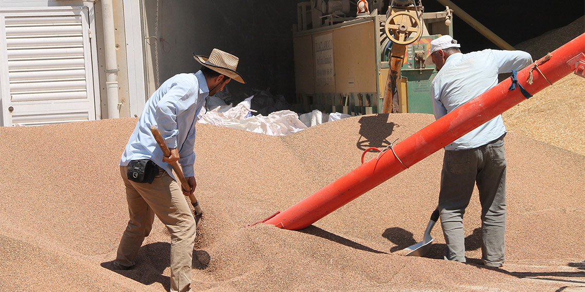 Mardin Ovası'nda hasat dönemi