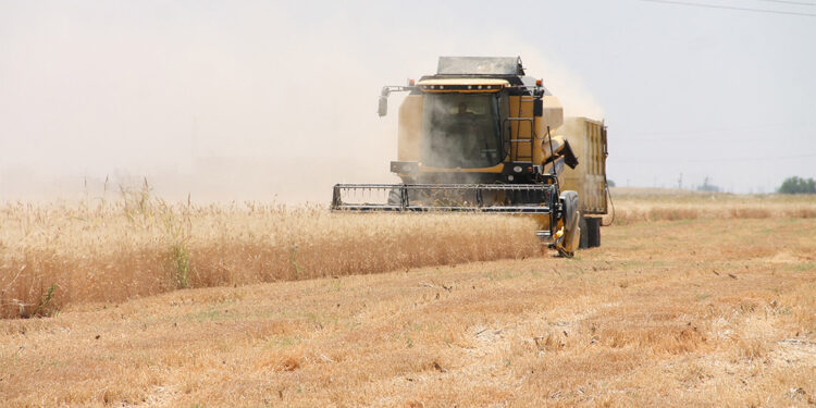 Mardin Ovası'nda hasat dönemi