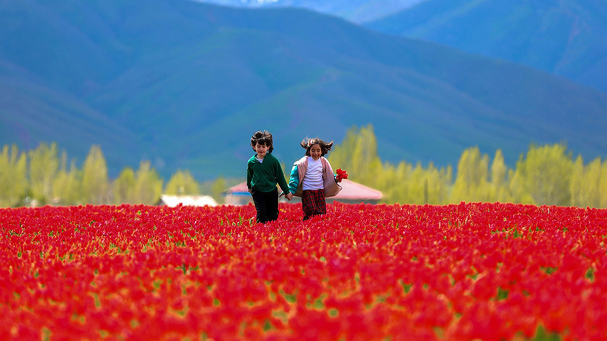Muş Ovası lalelerle kırmızıya büründü