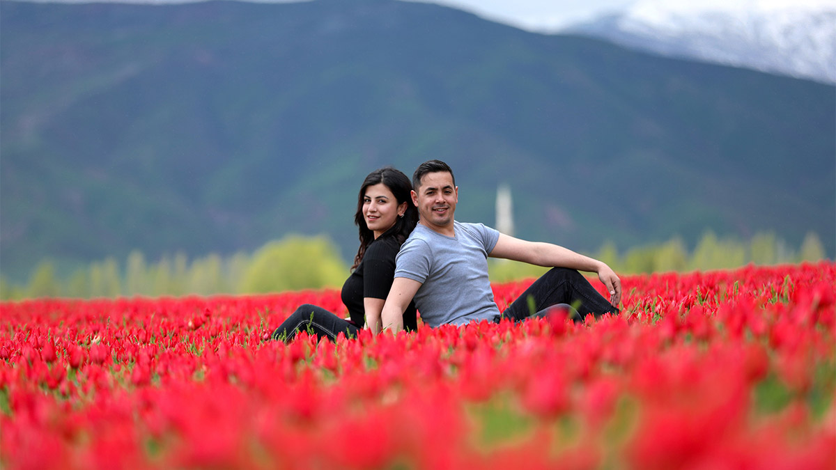 Muş Ovası lalelerle kırmızıya büründü. Türkiye'nin 3'üncü büyük ovasına sahip Muş'ta açan kırmızı mızraksı yapıya sahip laleler, seyrine doyumsuz manzaralar oluşturdu.
