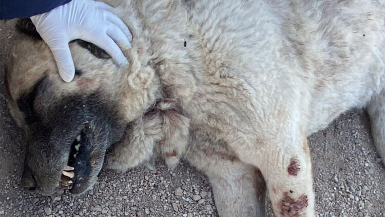 Nevşehir'de sokak köpeği tüfekle öldürüldü