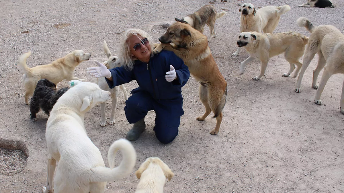 Nevşehir'de sokak köpeği tüfekle öldürüldü