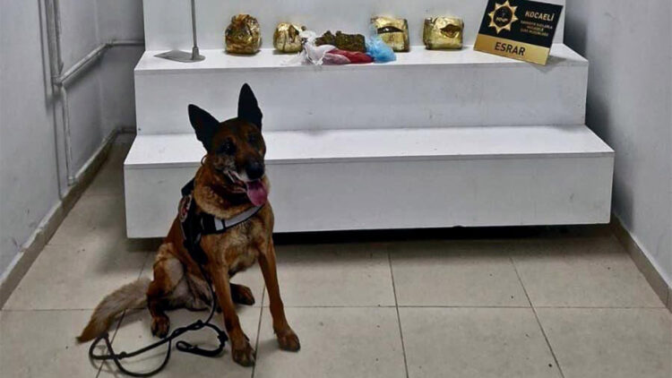 Narkotik köpeği Millov araç bagajında esrar buldu