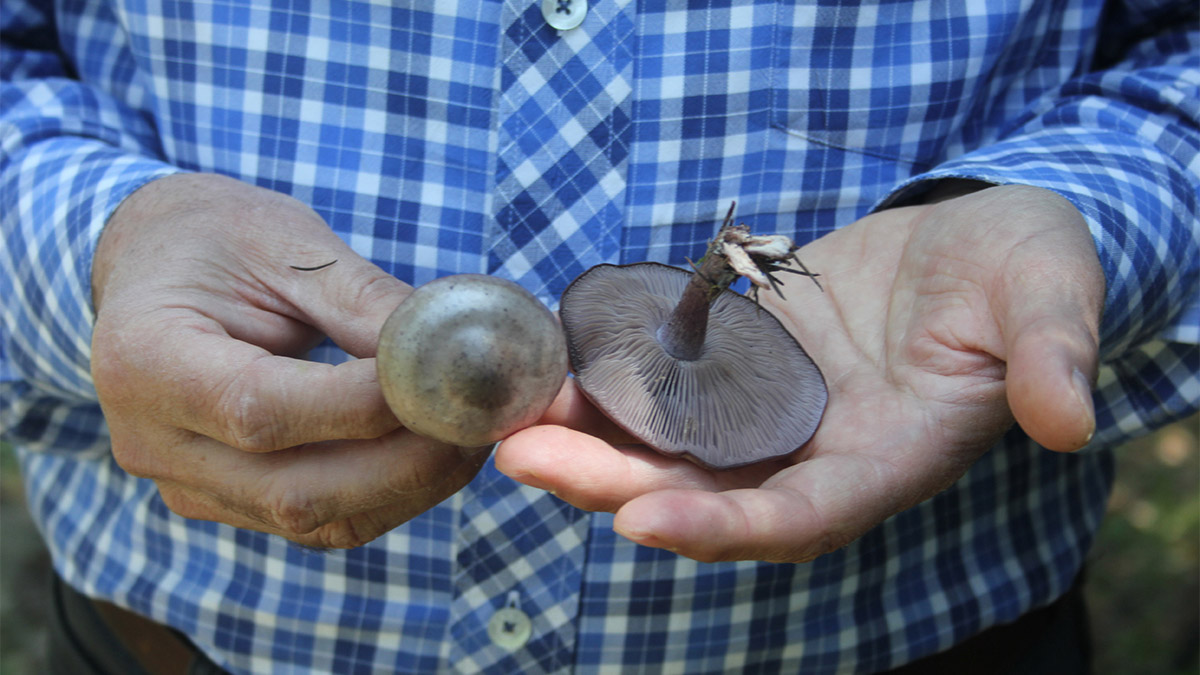 Tokat Gaziosmanpaşa Üniversitesi Fen Edebiyat Fakültesi Biyoloji Bölüm Başkanı Prof. Dr. İbrahim Türkekul, 15 gün içinde arazide kendisini göstermeye başlayacak 'ölüm meleği' de denilen 'Amanita phalloides' ölümcül mantar türüyle ilgili uyarıda bulundu.