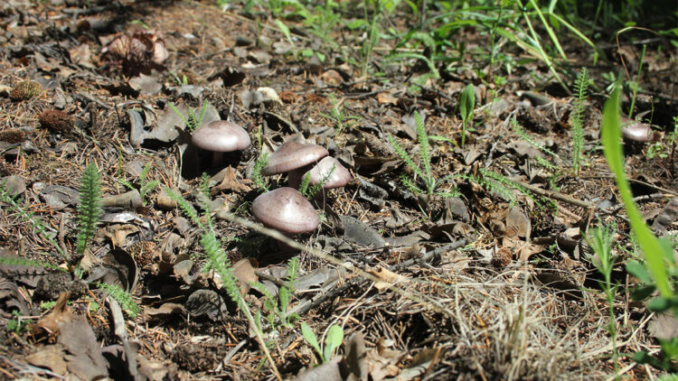 Uzmanından 'ölüm meleği' mantarı uyarısı