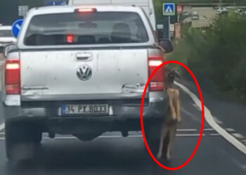 Sarıyer'de pikabın arkasına asılı köpeği taşıyan sürücü yakalandı