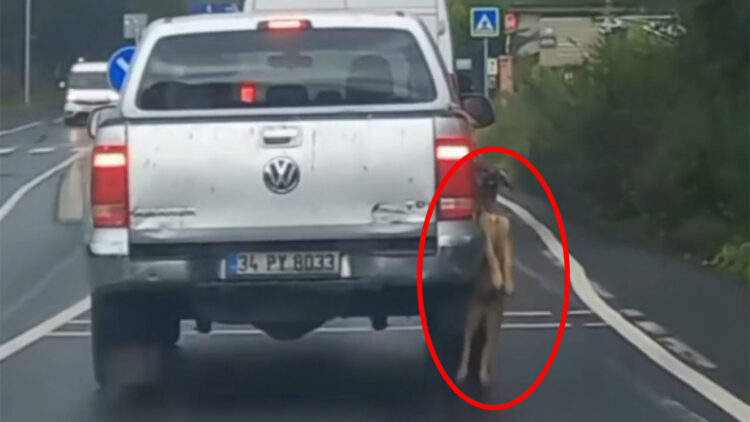 Sarıyer'de pikabın arkasına asılı köpeği taşıyan sürücü yakalandı