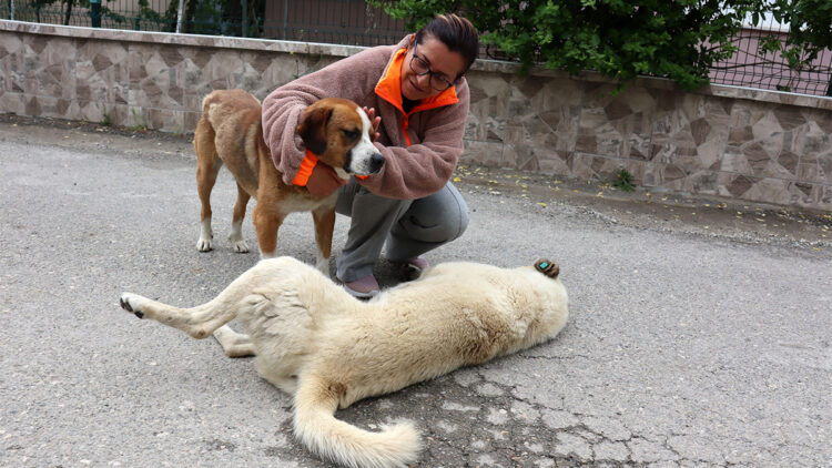 Sokaktaki hayvanları korumak isterken darbedildi