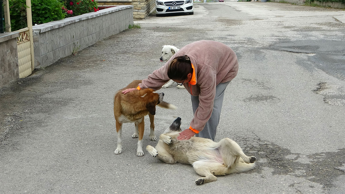 Edirne'nin Keşan ilçesinde Sokak Hayvanlarını Koruma Derneği (KE-HAYKO) Başkanı Sevinç Cebeci (58), köpekleri kovalayan komşusu A.S. (48) adlı kadını uyardığı için saldırıya uğradı. Darp raporu alıp, şikayetçi olan Cebeci, "Köpeklerin darbedildiğini gördüm. O sırada kendim de darbedildim. Bizim amacımız; sokaktaki hayvanları korumak. Sokaktaki hayvanları insanlardan korur hale geldik" dedi.