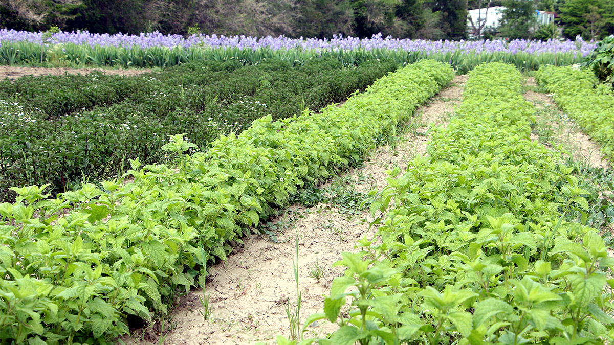 Edirne'de, Trakya Tarımsal Araştırma Enstitüsü, 'Tıbbi aromatik bitkiler ve mucize yağlar ile hayatlar' projesi kapsamında kozmetik ve ilaç sanayinde kullanılan 60 çeşit tıbbi ve aromatik bitki üretimi yapıyor.