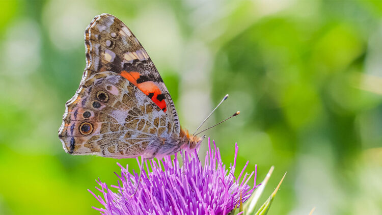 Hevsel Bahçeleri'nin biyoçeşitliliği kayıt altına alınıyor