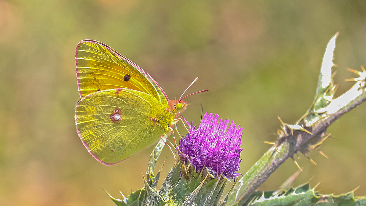 Diyarbakır’da UNESCO Dünya Kültür Mirası Listesi’ndeki Hevsel Bahçeleri’nin biyoçeşitliliği Dicle Üniversitesi’nden 12 bilim insanı tarafından kayıt altına alınıyor.