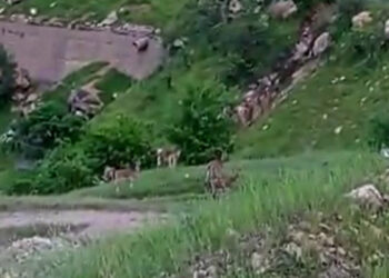 Dağ keçisi sürüsü, bir ayda ikinci kez görüntülendi