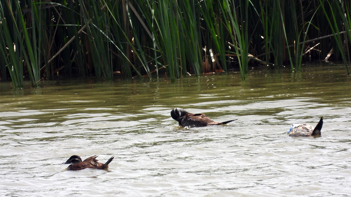 Van’da, Erçek Gölü yakınlarındaki sazlıkta yaşayan ve nesli koruma altında olan dikkuyruk kuşlarını, jandarma ekipleri koruyor.