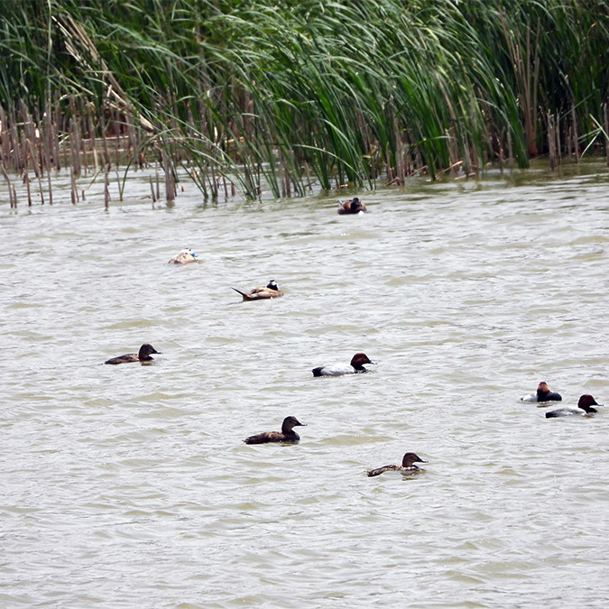 Dikkuyruk kuşlarını jandarma koruyor