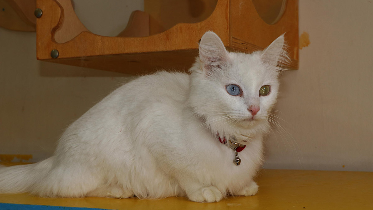 Van'ın önemli değerlerinden, gözlerinin biri mavi, diğeri kehribar renkli olan dünyaca ünlü Van kedileri, 2023 yılının ilk doğumlarında 90 yavru dünyaya getirdi. Van Kedi Villası'nın tescilli güzeli Mia da doğurduğu 4 yavrusuyla diğer anne kediler gibi özel bakımda tutuluyor.