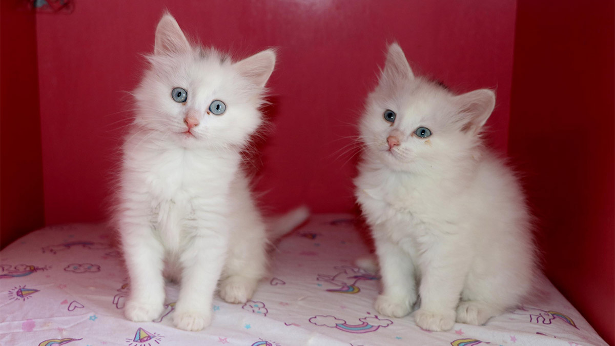 Van Kedi Villası'nın tescilli güzeli Mia anne oldu