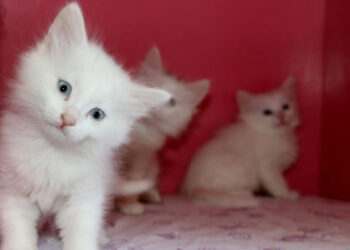 Van Kedi Villası'nın tescilli güzeli Mia anne oldu