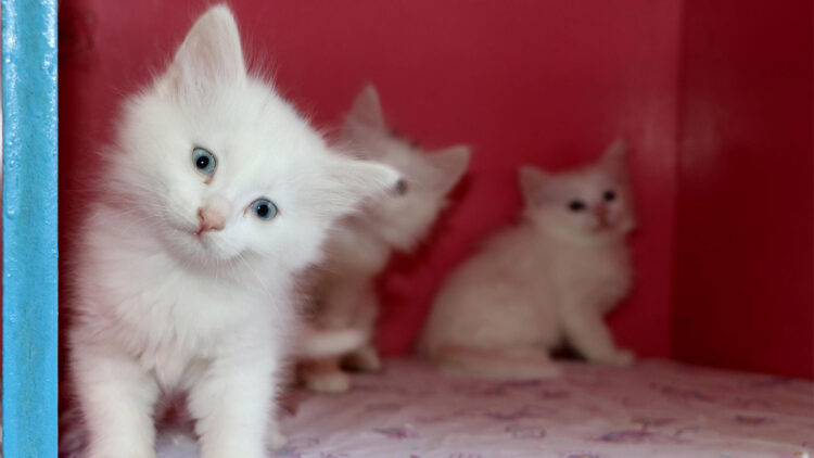 Van Kedi Villası'nın tescilli güzeli Mia anne oldu