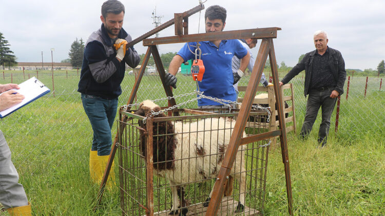 Yapay meralarda hedef; Kaliteli ve ucuz et üretimi