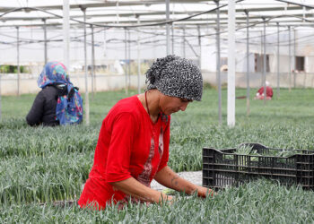 1 milyar dal kesme çiçekten 165 milyon dolar gelir hedefi