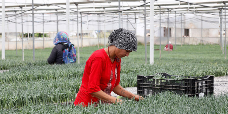 1 milyar dal kesme çiçekten 165 milyon dolar gelir hedefi