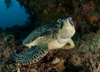 Deniz kaplumbağası türlerinin nesli tehlike altında