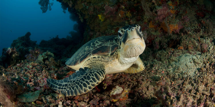 Deniz kaplumbağası türlerinin nesli tehlike altında