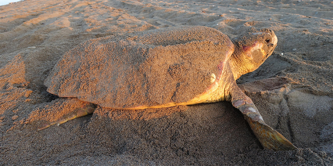 Dünyada ikisi Akdeniz'in Türkiye kıyılarında olmak üzere, toplam 7 deniz kaplumbağası türü yaşıyor. 110 milyon yılı aşkın süredir dünya denizlerinde yaşayan deniz kaplumbağası türlerinin, son 50 yıldır hızla artan insan faaliyetleri ve iklim değişikliği nedeniyle nesillerinin tehlikede olduğu belirtildi.
