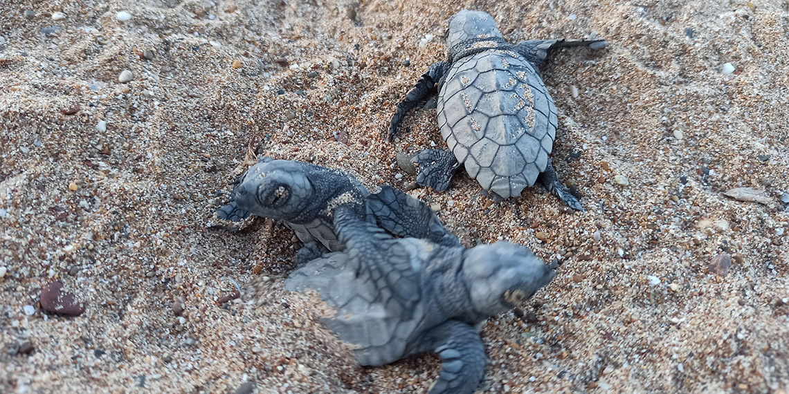 Deniz kaplumbağası türlerinin nesli tehlike altında