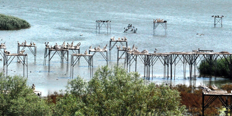 Manyas Kuş Cenneti bayramda kapılarını açıyor