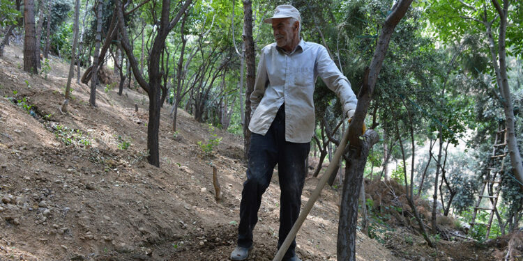 28 yılda çöplüğü ormana dönüştürdü