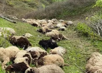 3 ayının saldırdığı sürüden 76 koyun öldü