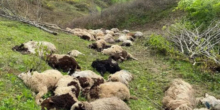 3 ayının saldırdığı sürüden 76 koyun öldü