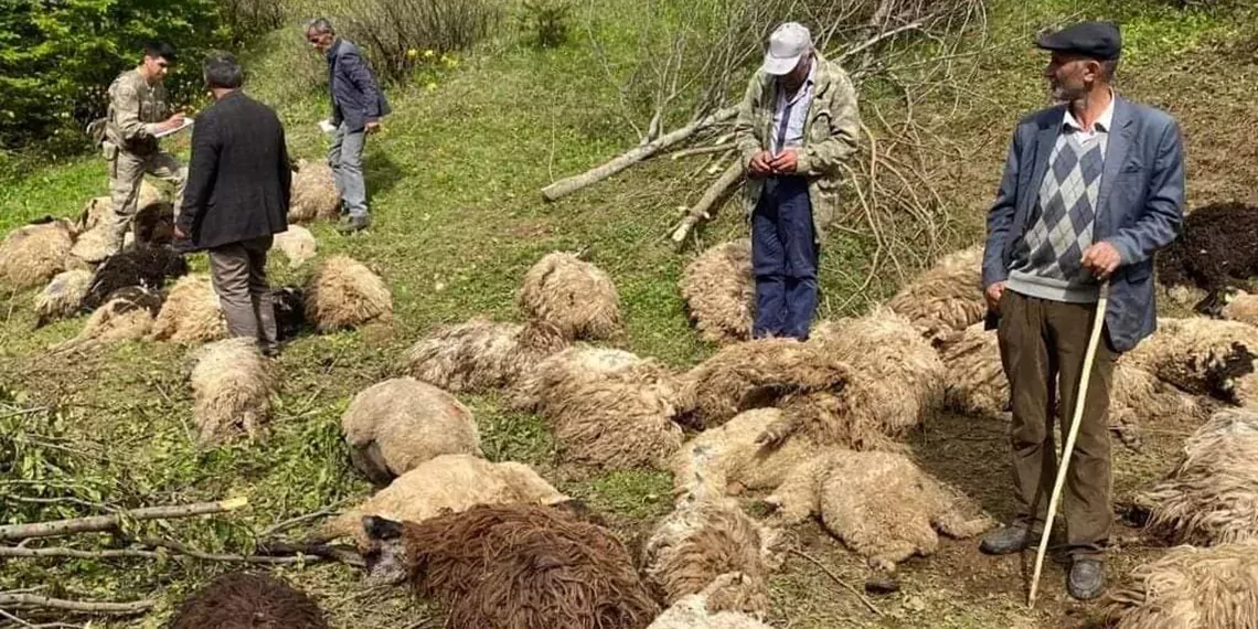 3 ayinin saldirdigi suruden 76 koyun oldugw - öne çıkan - haberton