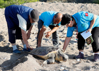 3 gönüllünün çeyrek asırlık caretta caretta mesaisi