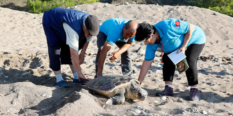 3 gönüllünün çeyrek asırlık caretta caretta mesaisi