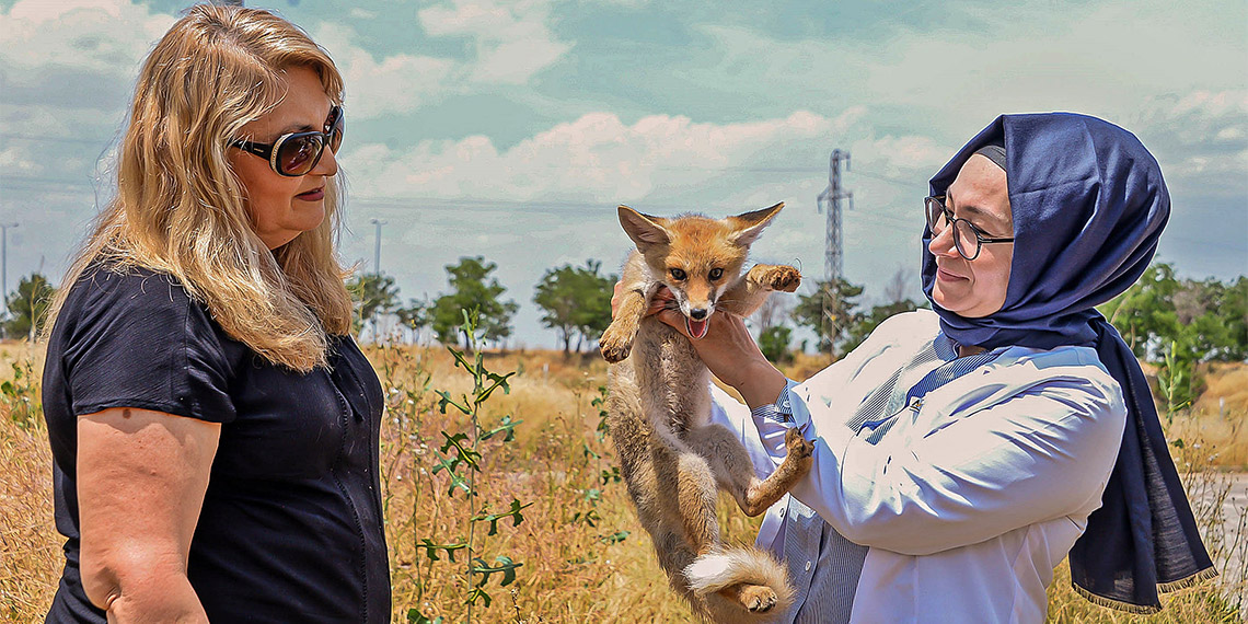 Diyarbakır, Kahramanmaraş, Malatya, Sivas, Tunceli, Elazığ, Batman’da doğada çeşitli nedenlerle bitkin veya yaralı bulunan birçok yabani ve soyu tehlike altında olan hayvan, Dicle Üniversitesi Yaban Hayvanı Kurtarma ve Rehabilitasyon Merkezi’nde tedavi edilip yeniden doğaya salınıyor.