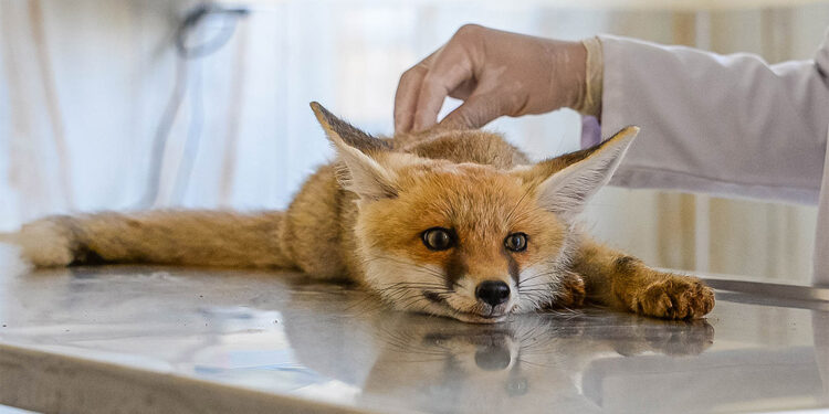 Soyu tehlike altında olan hayvanlar tedavi ediliyor