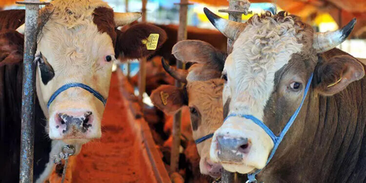 81 ile 'kurban kesimi' genelgesi