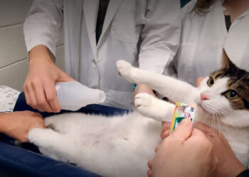 ABD'li bilim insanlarından kedilere ameliyatsız kısırlaştırma