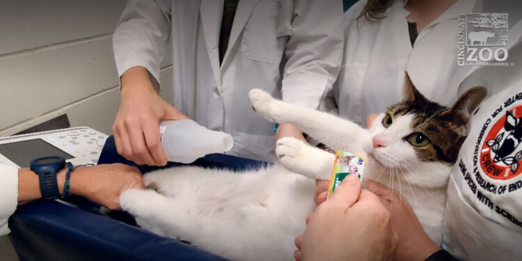 ABD'li bilim insanlarından kedilere ameliyatsız kısırlaştırma  