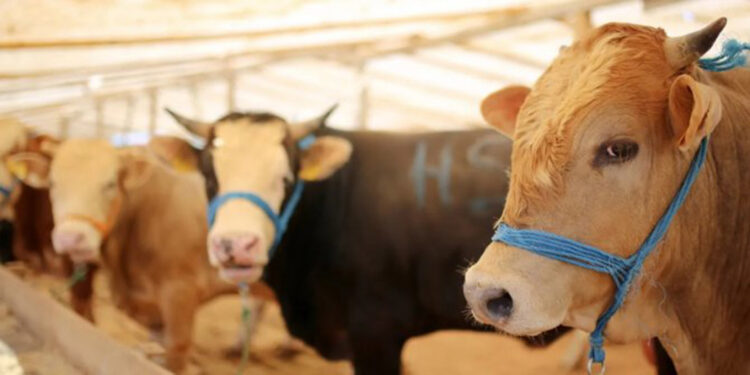 AVHO Başkanı Baydın'dan 'kurban kesimi' uyarısı