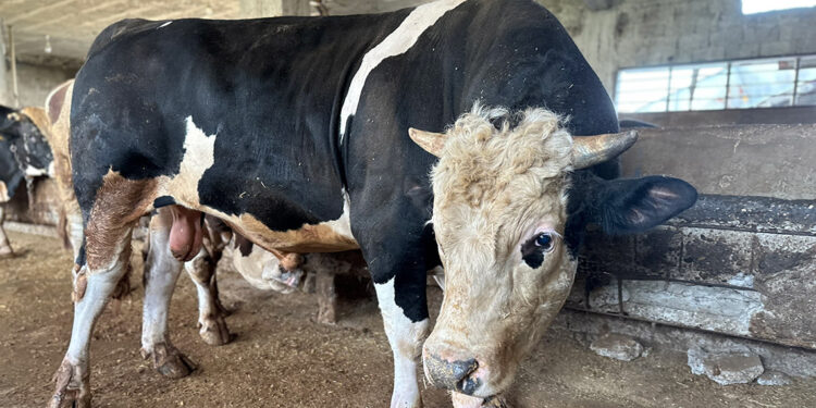 Adana'da 1 tonluk Paşa, 200 bin liraya alıcı bekliyor